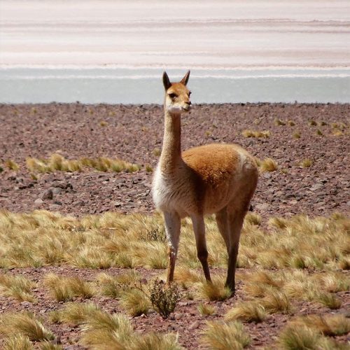 altiplano